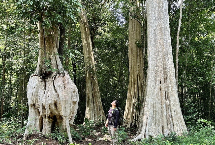 Khách đi bộ Trekking trong rừng