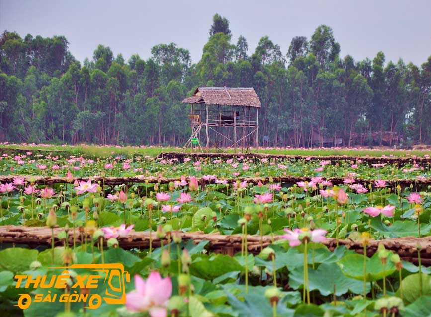 Cánh đồng Sen Tháp Mười 