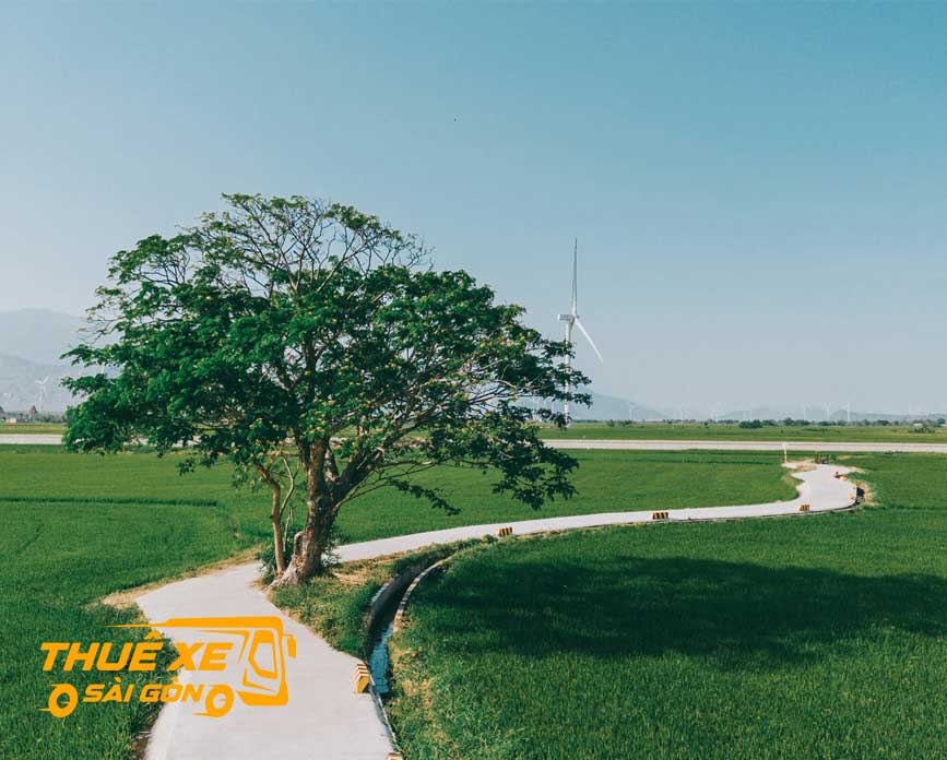 Cảnh đẹp cánh đồng điện gió Thuận Bắc
