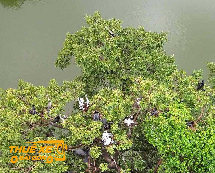 Khu du lịch vườn cò Thanh Kiều