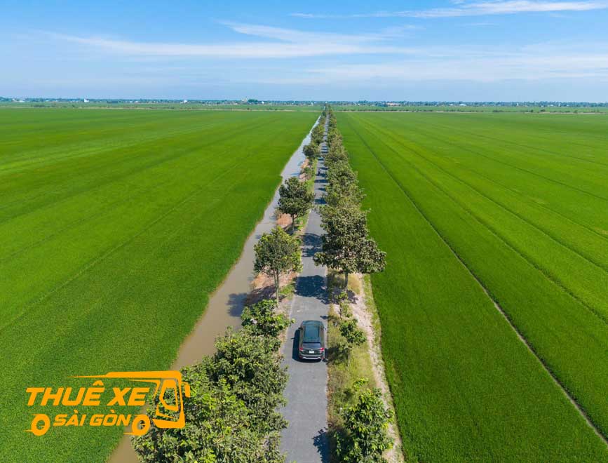 Cánh đồng lúa bát ngát ở Vĩnh Thạnh