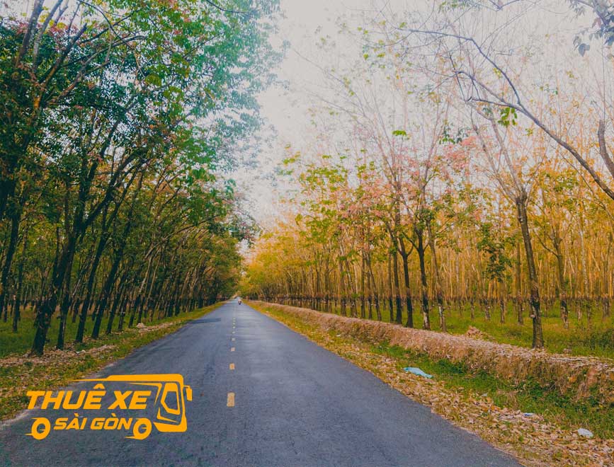 Cao đường cao su Gò Dầu mùa thay lá