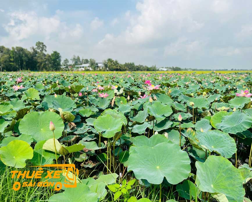 Cảnh đẹp Sen Hồng - Đồng Tháp