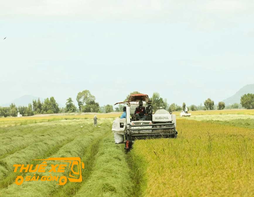 Mùa thu hoạch ở Thạnh Trị - Sóc Trăng