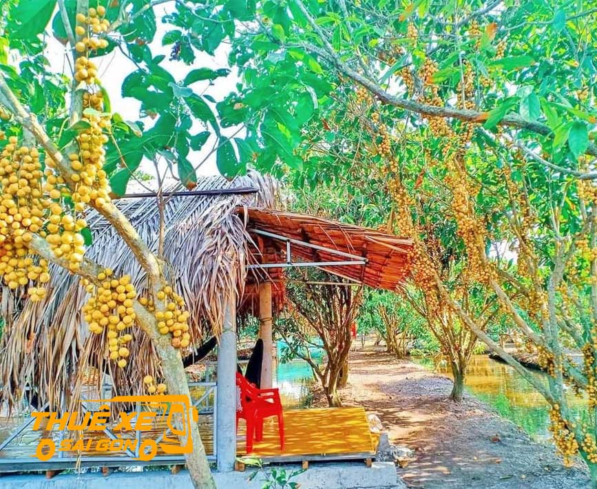Vườn dâu da Giồng Riềng vào mùa chín