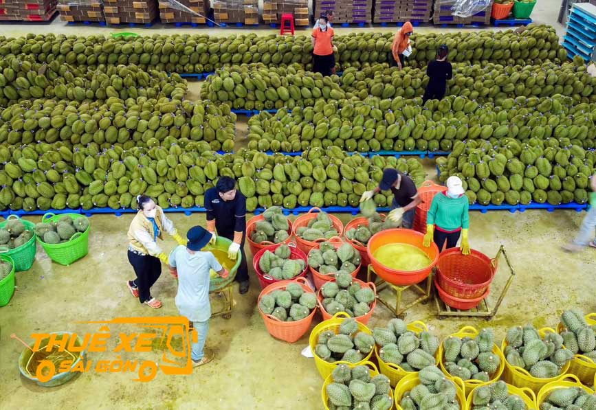 Sầu Riêng là cây kinh tế chủ lực vùng đất này