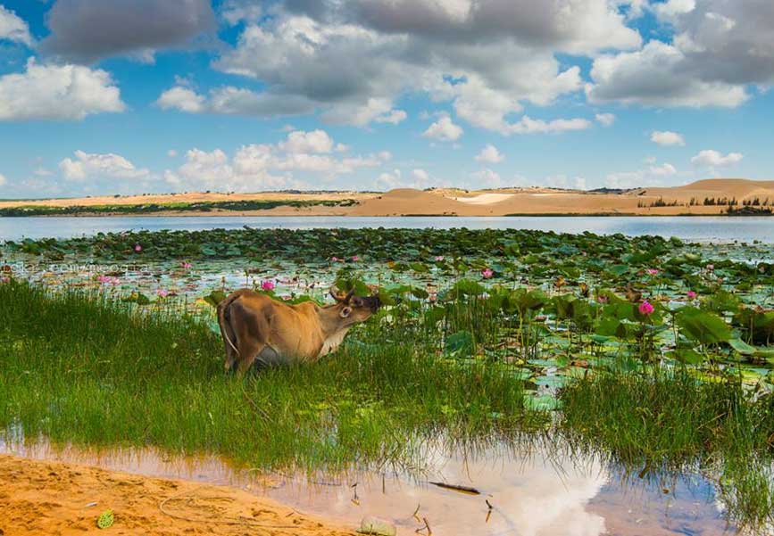 Cảnh đẹp Bàu Trắng