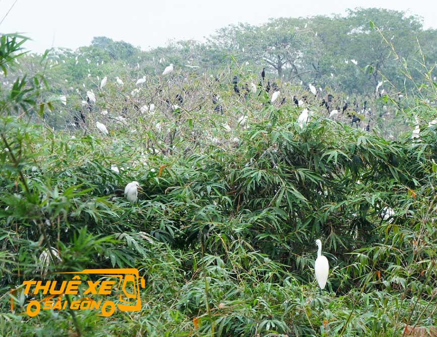 Thuê xe đi vườn cò Bằng Lăng